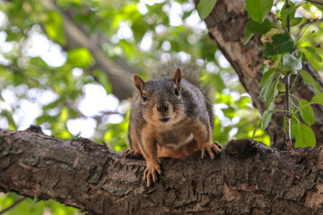 Squirrel_most likely Fox Squirrel