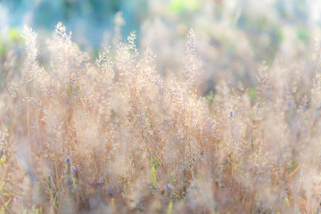 Blurred soft image vivid fresh bright sweet colorful of Grass flower in the morning sunshine, to nature background concept.