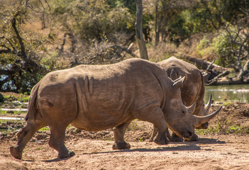 Fototapeta premium Portrait of a rhino in the grass lands of a national park in south africa