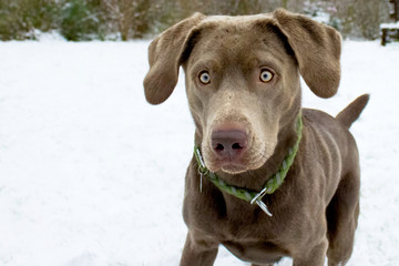 Labrador im Schnee 