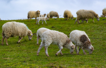 Herd of sheep graze on green pasture in the mountains.
