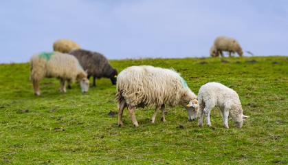 Herd of sheep graze on green pasture in the mountains.