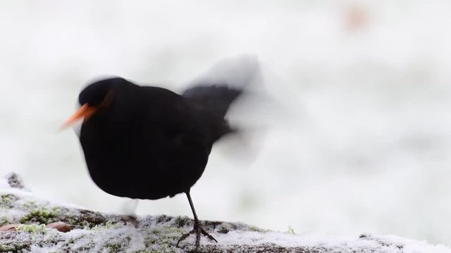 Blackbird male search feed in snow, winter, (turdus merula), germany