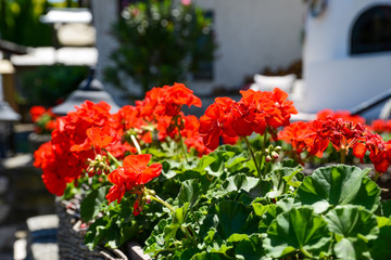 beautiful geranium background