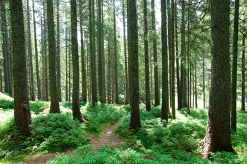 Fototapeta na wymiar Forest trees. nature green wood sunlight backgrounds