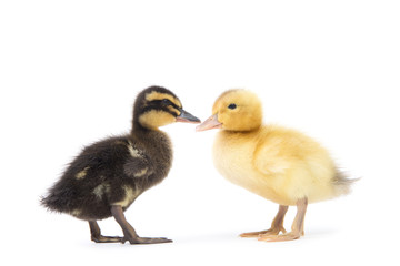 Cute little newborn fluffy duckling. One young duck isolated on a white background.