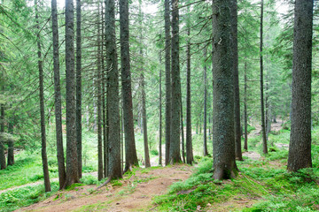Obraz premium Drzewa leśne. natura zielone światło słoneczne drewna tła