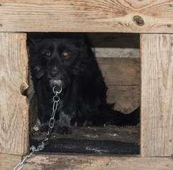 black mongrel dog on a chain in a booth
