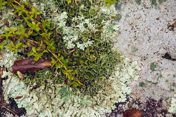 foliose lichen on stone