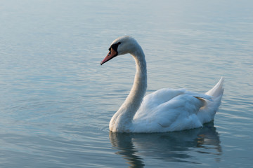Plakat swans on lake Balaton