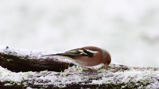 Chaffinch male search feed on the deadwood, winter,  (fringilla coelebs), germany