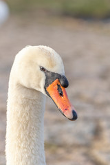 Obraz premium Porträt von einem Schwan