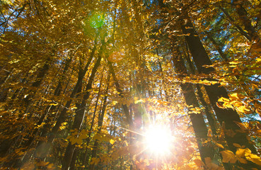 Autumn forest on sunny day