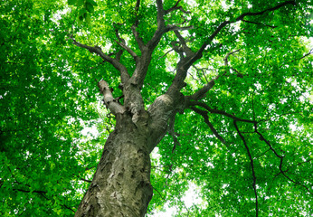 Forest trees. nature green wood sunlight backgrounds