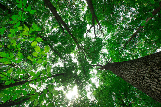 Fototapeta Forest trees. nature green wood sunlight backgrounds
