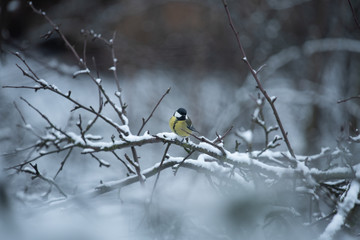 bird on a branch winter