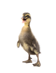 Cute little newborn fluffy duckling. One young duck isolated on a white background.