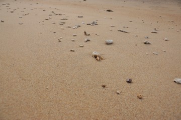 Strand mit Muscheln