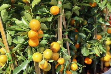 Orange tree in garden