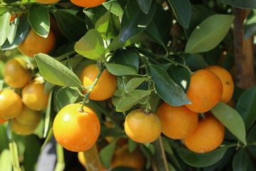 Orange tree in garden