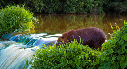 Capivara se Alimentando 