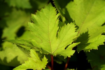 grape leaves in tropical