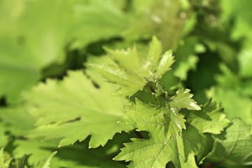 grape leaves in tropical
