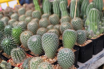 Beautiful cactus for sell