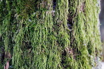 Sphagnum moss grows on pine bark. Beautiful natural eco natural background