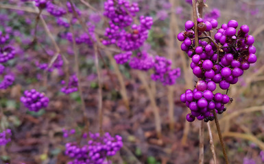 Callicarpa - Beautyberry