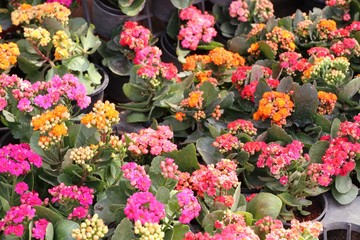 Shop flowers for sell