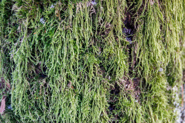 Sphagnum moss grows on pine bark. Beautiful natural eco natural background
