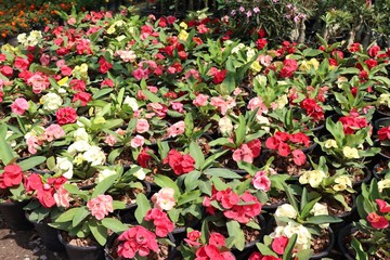 Crown of thorns flower