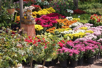 Shop flowers for sell