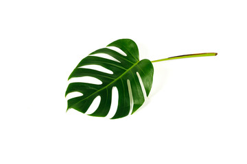 Monstera green leaf isolated on white background.