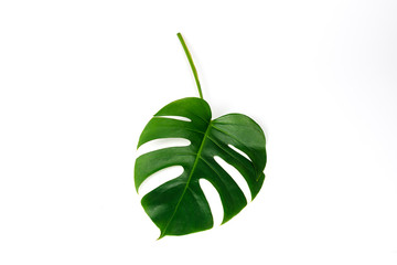 Monstera green leaf isolated on white background.