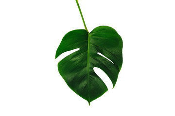 Monstera green leaf isolated on white background with clipping path for summer and spring design...