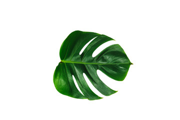 Naklejka na ściany i meble Monstera green leaf isolated on white background with clipping path for summer and spring design element.