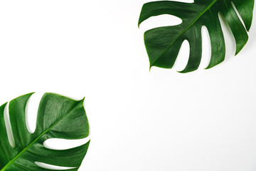 Monstera green leaf isolated on white background in flat lay style and top view.