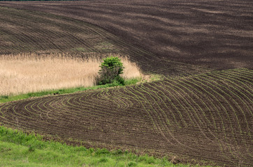 A field with rows of young corn plants in a hilly area.