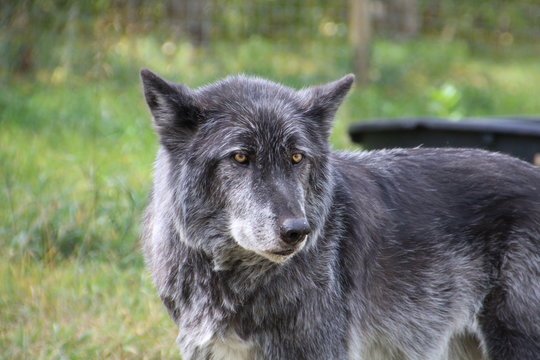 Closeup Of Zeus, Yamnuska Wolfdog Sanctuary, Alberta