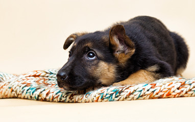 cute shepherd puppy looks