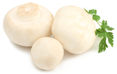 Mushrooms isolated on white background