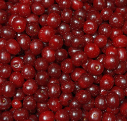 Many red cherry fruits in sunlight as natural background.