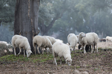 Obraz na płótnie Canvas sheep in full nature grazing in foggy day