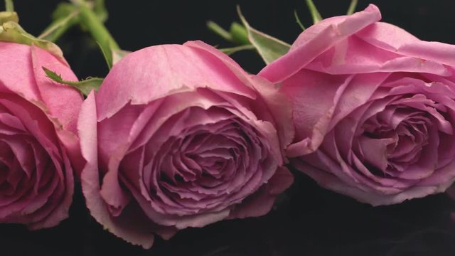  Roses of pink color on a dark background the smell of freshness of perfumes bouquet gift surprise.