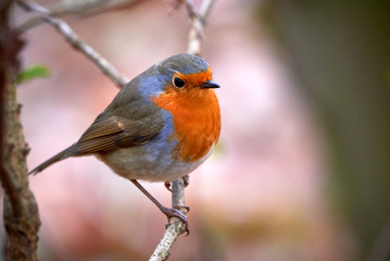 European robin (Erithacus Rubecula) sitting on a branch in the winter