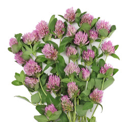 Clover flowers isolated on white