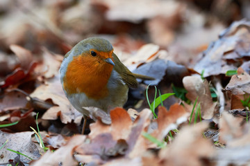 European robin (Erithacus Rubecula) sitting on the ground covered with fallen autumn leaves