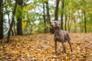 Weimaraner posing on a meadow in autumn landscape